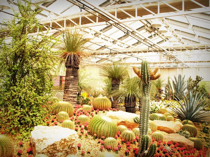 自然，灯光，岩石，花园，植物，仙人掌，颜色，种植