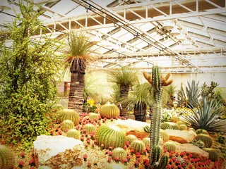 自然，灯光，岩石，花园，植物，仙人掌，颜色，种植