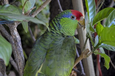 perico, 自然, 鸟类, 鸟, 动物, 动物群, 翅膀, 动物 perico, 自然, 鸟类, 鸟, 动物, 动物群, 翅膀, 动物