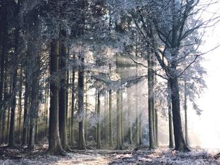 白天有阳光的绿色森林