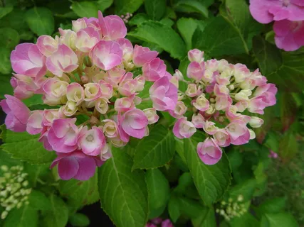 绣球花, 粉红色, 白, 多年生, 开花植物, 花, 植物, 自然之美 绣球花, 粉红色, 白, 多年生, 开花植物, 花, 植物, 自然之美