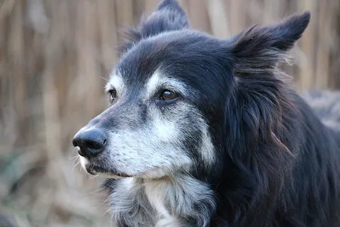 狗,边境牧羊犬,牧羊犬,英国牧羊犬,边境牧羊犬,牧羊犬,纯种狗,宠物 狗,边境牧羊犬,牧羊犬,英国牧羊犬,边境牧羊犬,牧羊犬,纯种狗,宠物