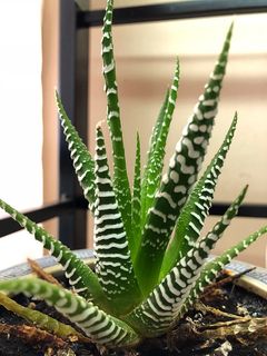 景天属，室内植物，植物，天然，自然，多汁，花园，绿色