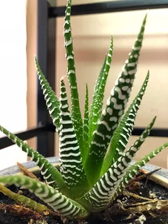 景天属，室内植物，植物，天然，自然，多汁，花园，绿色