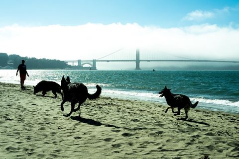 美国，旧金山，狗，金门，海滩，加利福尼亚，自然，旧金山
