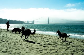 美国，旧金山，狗，金门，海滩，加利福尼亚，自然，旧金山