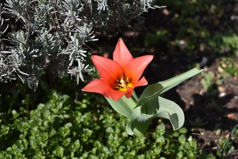 郁金香,花园,春天,花,自然,植物,开花植物,自然之美 郁金香,花园,春天,花,自然,植物,开花植物,自然之美