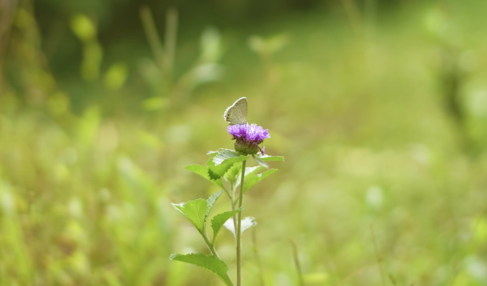 莉莉、蝴蝶、爱情、蜂蜜、大自然、夏天、花朵、开花植物