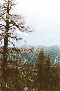 鸟瞰,森林,自然,森林,绿色,树木,花卉,旅行 鸟瞰,森林,自然,森林,绿色,树木,花卉,旅行