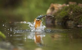 水体上的棕色和蓝色鸟特写照片