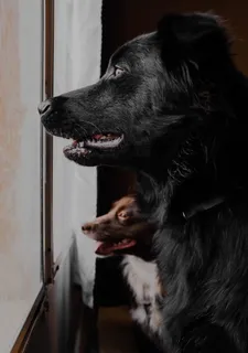 玻璃窗附近有两只狗