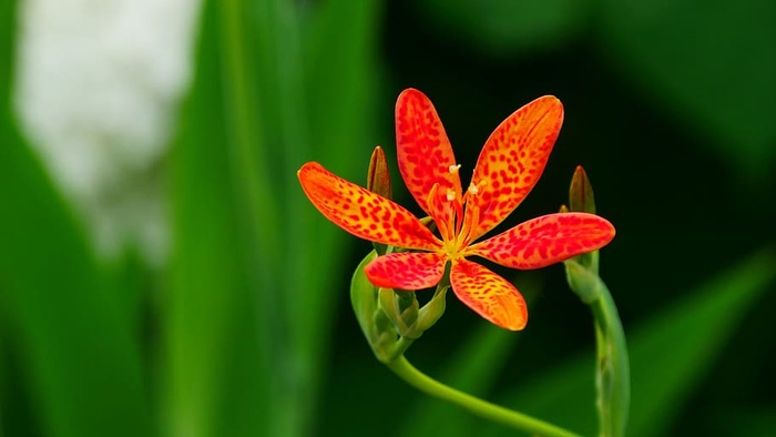 观赏植物鸢尾的花和芽，通常被称为豹纹百合、黑莓百合和豹纹花。每一朵花的绽放只持续一天。