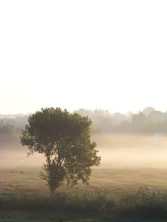 雾,早晨,夏天,黎明,乌克兰,树木,森林,草地 雾,早晨,夏天,黎明,乌克兰,树木,森林,草地