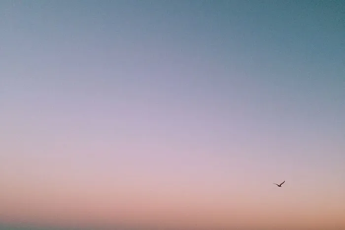 照片，鸟儿，飞翔，蓝色，天空，中午，日落，紫色