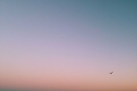 照片，鸟儿，飞翔，蓝色，天空，中午，日落，紫色