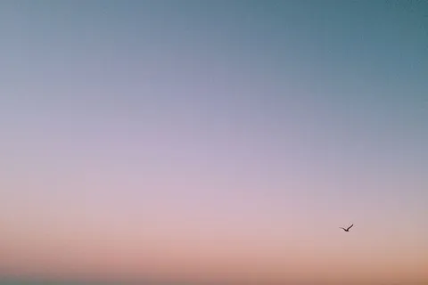 照片，鸟儿，飞翔，蓝色，天空，中午，日落，紫色