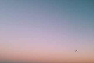 照片，鸟儿，飞翔，蓝色，天空，中午，日落，紫色