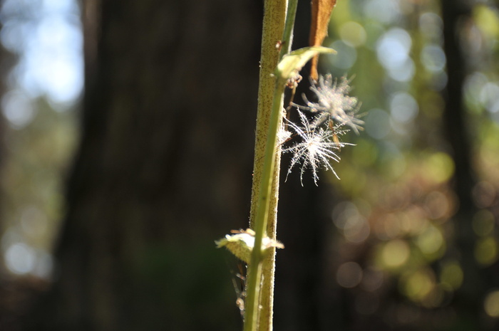热点、森林、植物、自然、维尼、茎、聚焦前景、特写