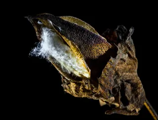 棉花胶囊，棉花，棉花灌木，植物，黑色背景，动物，摄影棚拍摄，动物主题