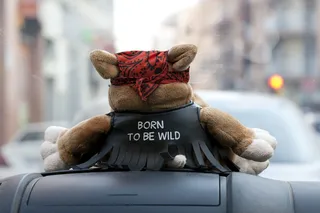 熊、osito、泰迪熊、wild、salvaje、peluche、oso、Osodepluche