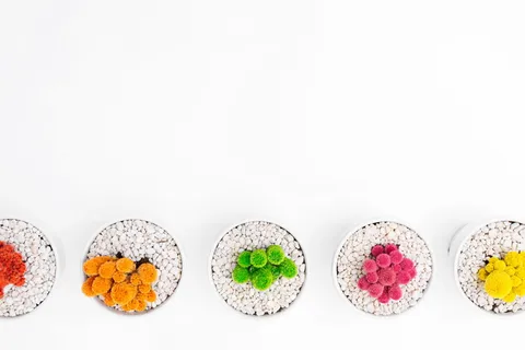 植物，盆景，五颜六色，仙人掌，荆棘，花盆，鹅卵石，石头