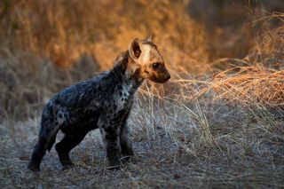 动物, 可爱, 草, 公园, 可爱的, 小鬣狗, 颜色, 幼崽