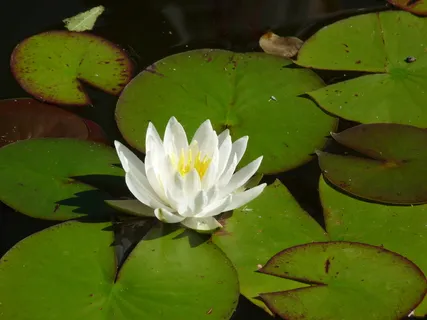 睡莲,花,植物,豆瓣,开花,开花,水生植物,自然 睡莲,花,植物,豆瓣,开花,开花,水生植物,自然