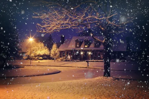 光秃秃的树上结着雪 光秃秃的树上结着雪