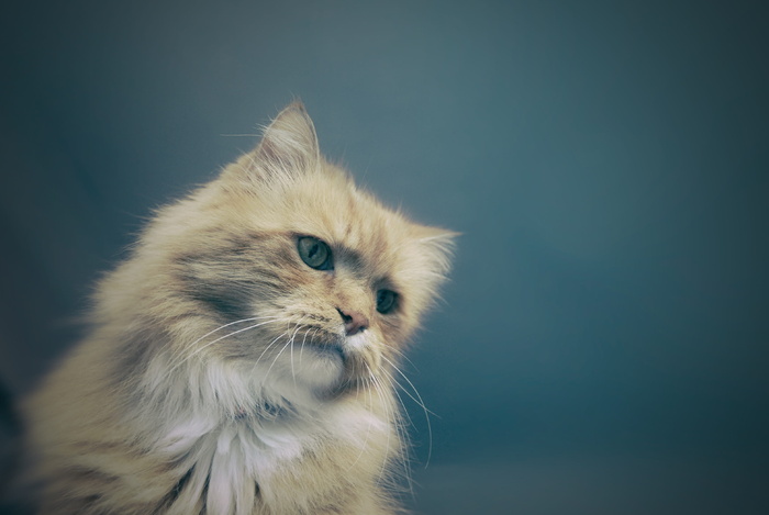 猫，猫，动物，宠物，家养，蓬松，毛皮，小猫