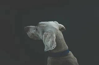 动物，狗，狗，宠物，宠物，哺乳动物，纯种狗，可爱