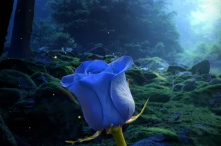 花，森林，植物，幻想，光，魔法，生长，自然之美