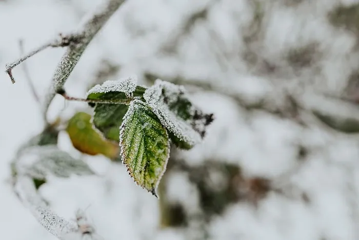 雪树特写