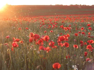 罂粟，海，花，花海，玉米地，日落，吕根岛，太阳