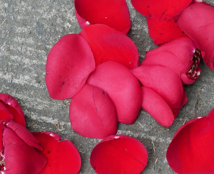 花瓣，红色，花朵，自然，红玫瑰，特写，白天，高角度视图