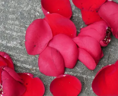 花瓣,红色,花朵,自然,红玫瑰,特写,白天,高角度视图 花瓣,红色,花朵,自然,红玫瑰,特写,白天,高角度视图