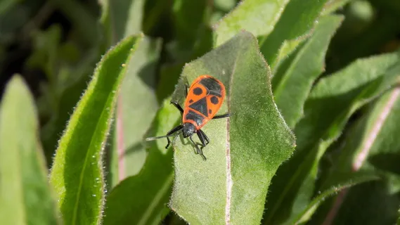 甲虫, bug-soldier, 传单, 昆虫, 微距摄影, 宏, 红, 野生动物 甲虫, bug-soldier, 传单, 昆虫, 微距摄影, 宏, 红, 野生动物