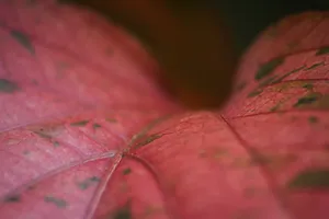 海地，marfranc，叶子，叶子，红色，深度，自然，对称