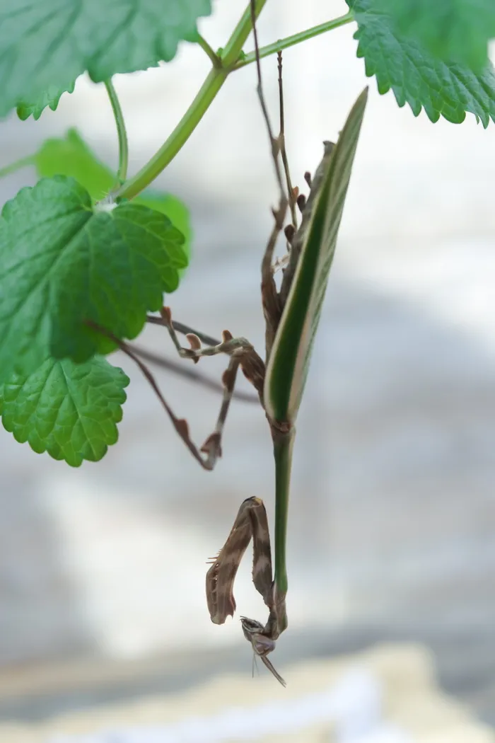 赞美上帝、昆虫、大自然、无脊椎动物、动物群、叶子、植物部分、生长