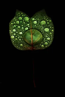 微距摄影、露珠、树叶、床单、对比度、水滴、黑色、绿色