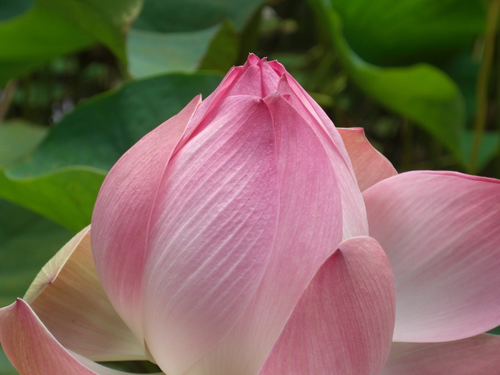 blossom，bloom，粉色，黄体裸花，粉色花朵，植物，夏季花朵，热带