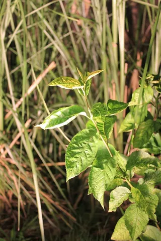 光，树，树叶，夜晚，摄影，生物世界，绿叶，植物
