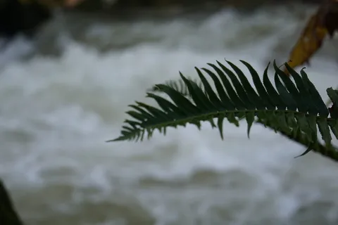 美国，塞勒姆，俄勒冈州22，溪流，蕨类植物，森林，景观，蕨类植物