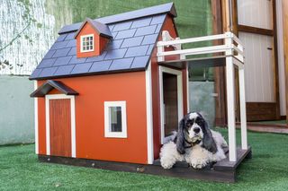 宠物犬舍，狗屋，木制狗屋，宠物，狗，动物，狗，宠物