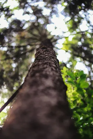 穿过森林漫步莫兹