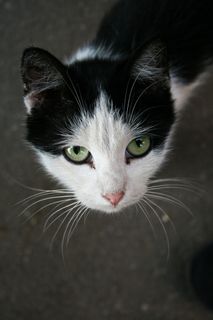 猫的特写肖像 猫的特写肖像