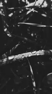 雨点落在高高的草地上。