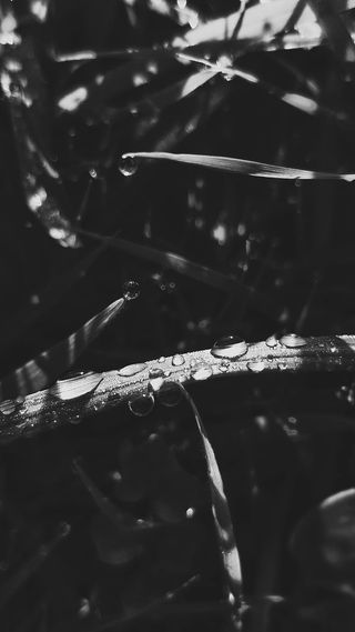 雨点落在高高的草地上。