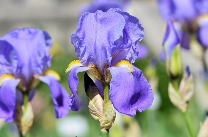 选择性，聚焦摄影，紫色，花瓣花，虹膜，虹膜花，schwertliliengewaechs，blossom