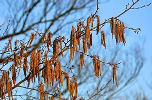 树，树枝，花，柳絮，雄柳絮，春天，春天，开花