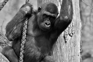 大猩猩，猴子，动物，毛茸茸的，杂食动物，野生动物摄影，肖像，蒂尔帕克·赫拉布伦